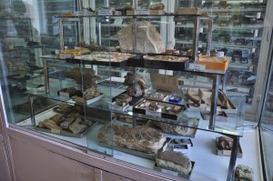 muzeu paleontologie