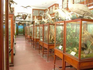 muzeu zoologic 1